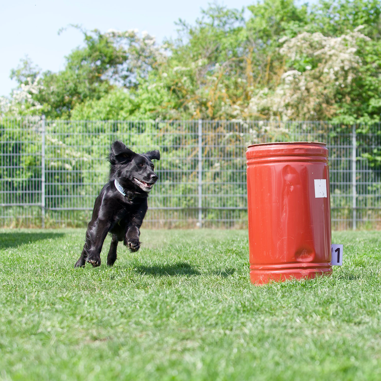 Hundebeschäftigung: Ein schwarzer Hund läuft um eine rote Tonne in einem Hoopers Agility-Parcours.