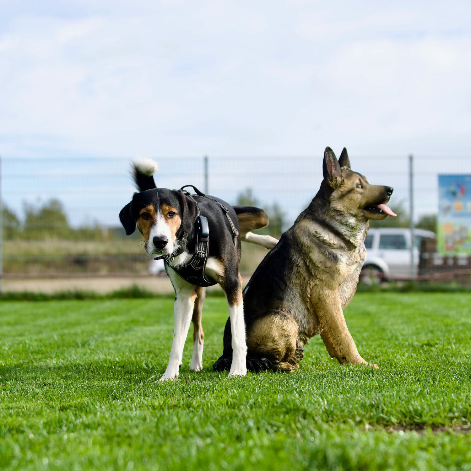 Ein Rüde hebt sein Bein an einer hundeähnlichen Kunststofffigur und markiert diesen.