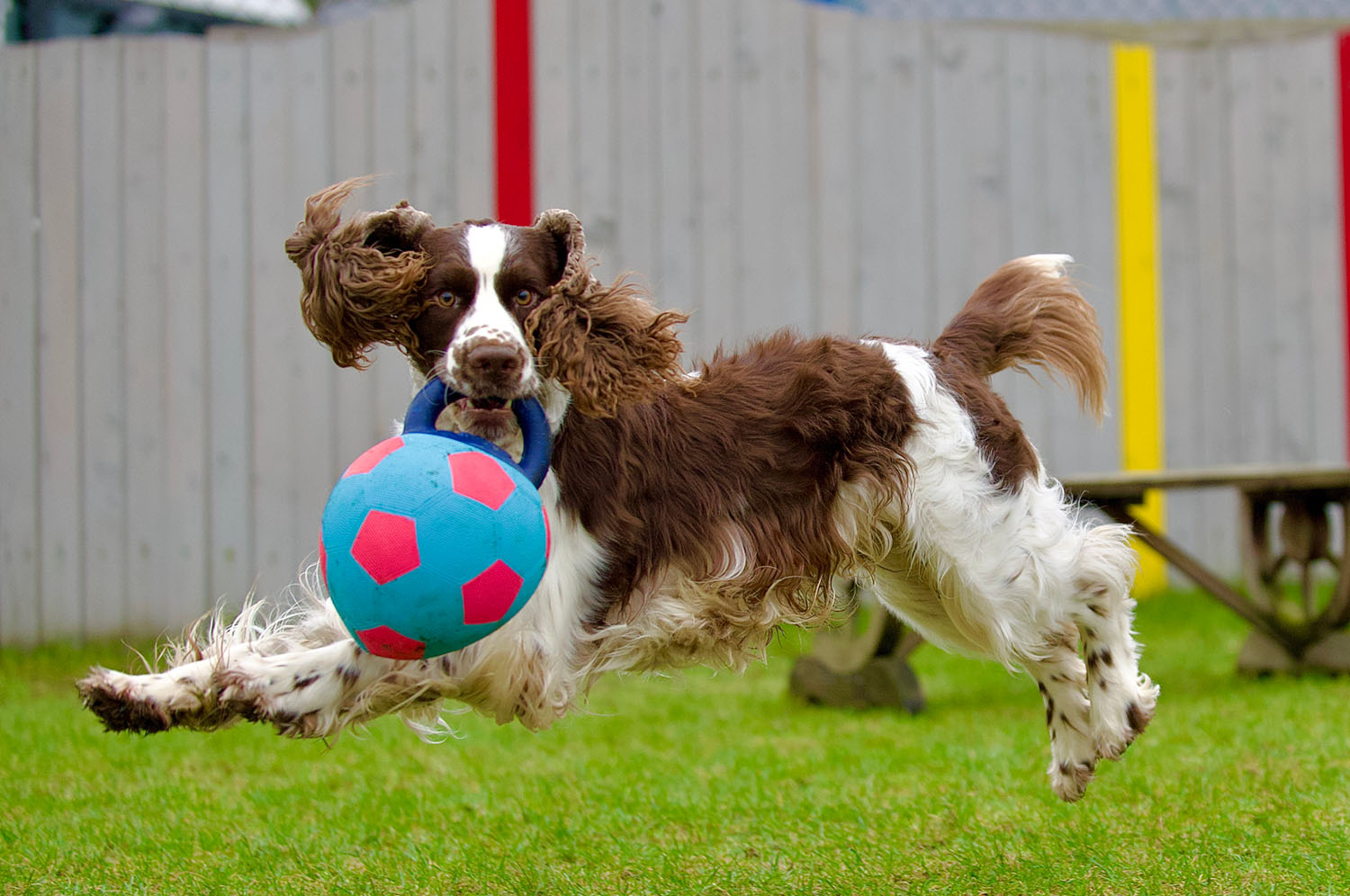 Ein braun-weißer Hund springt mti einem Ball über den Rasen.