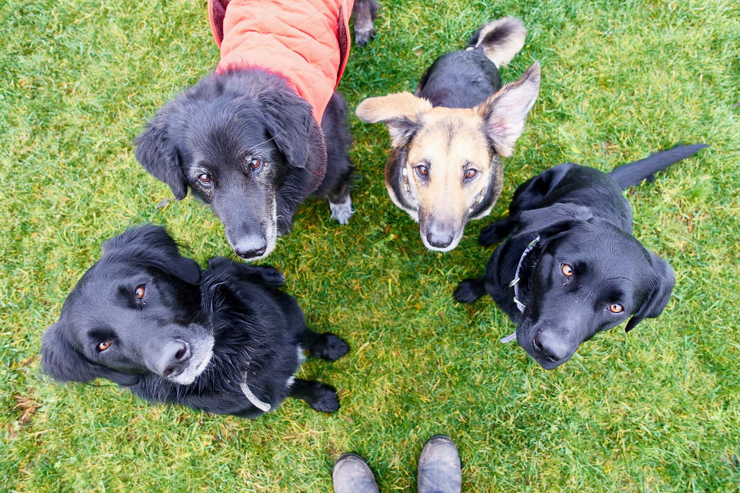 Vier Hunde sitzen nebeneinander und schauen zur Kamera über ihnen hinauf.