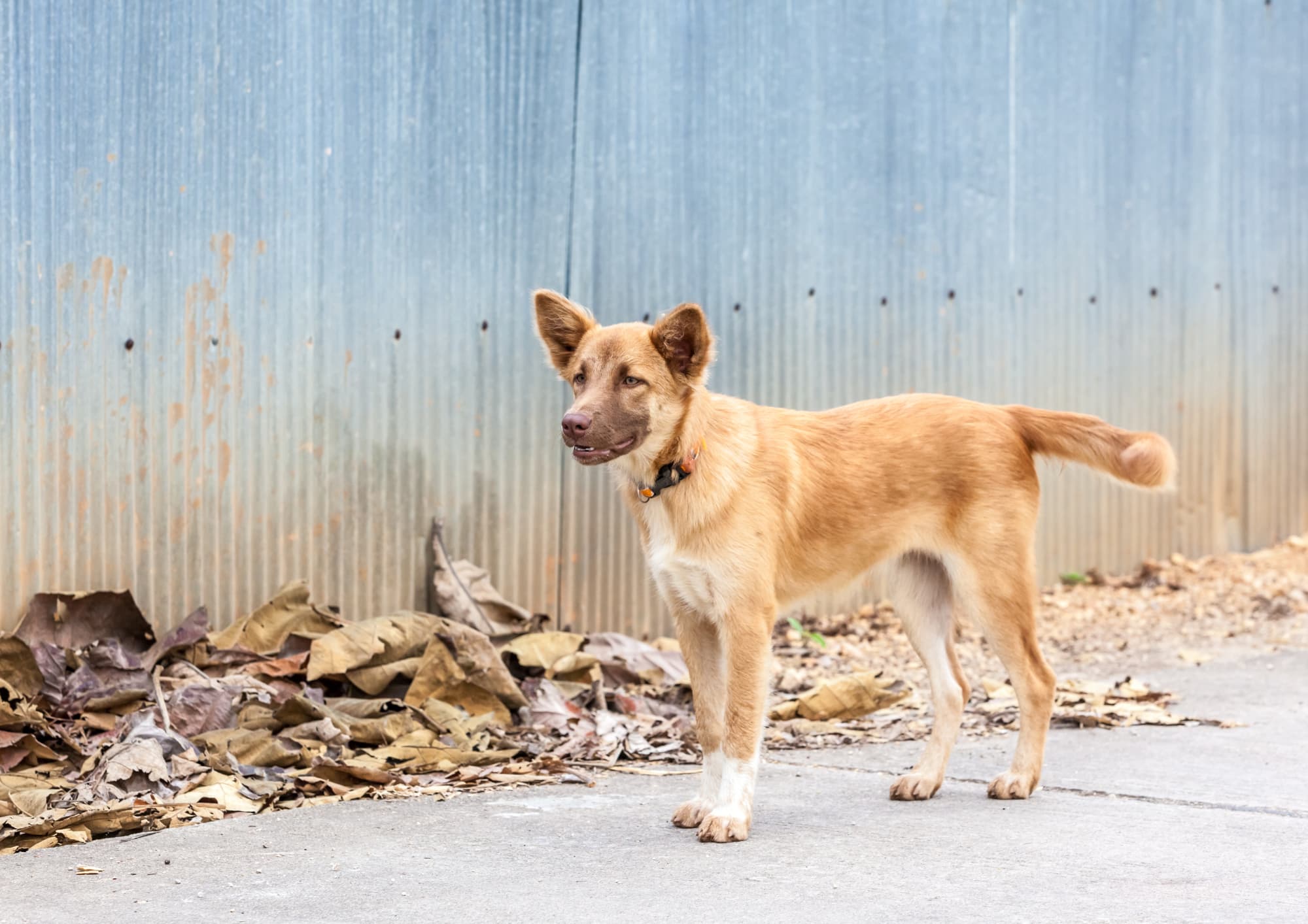 brauner Straßenhund steht vor einem Blechzaun