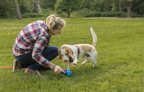 Apportieren - Hund motivieren